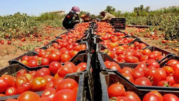 Tomate
