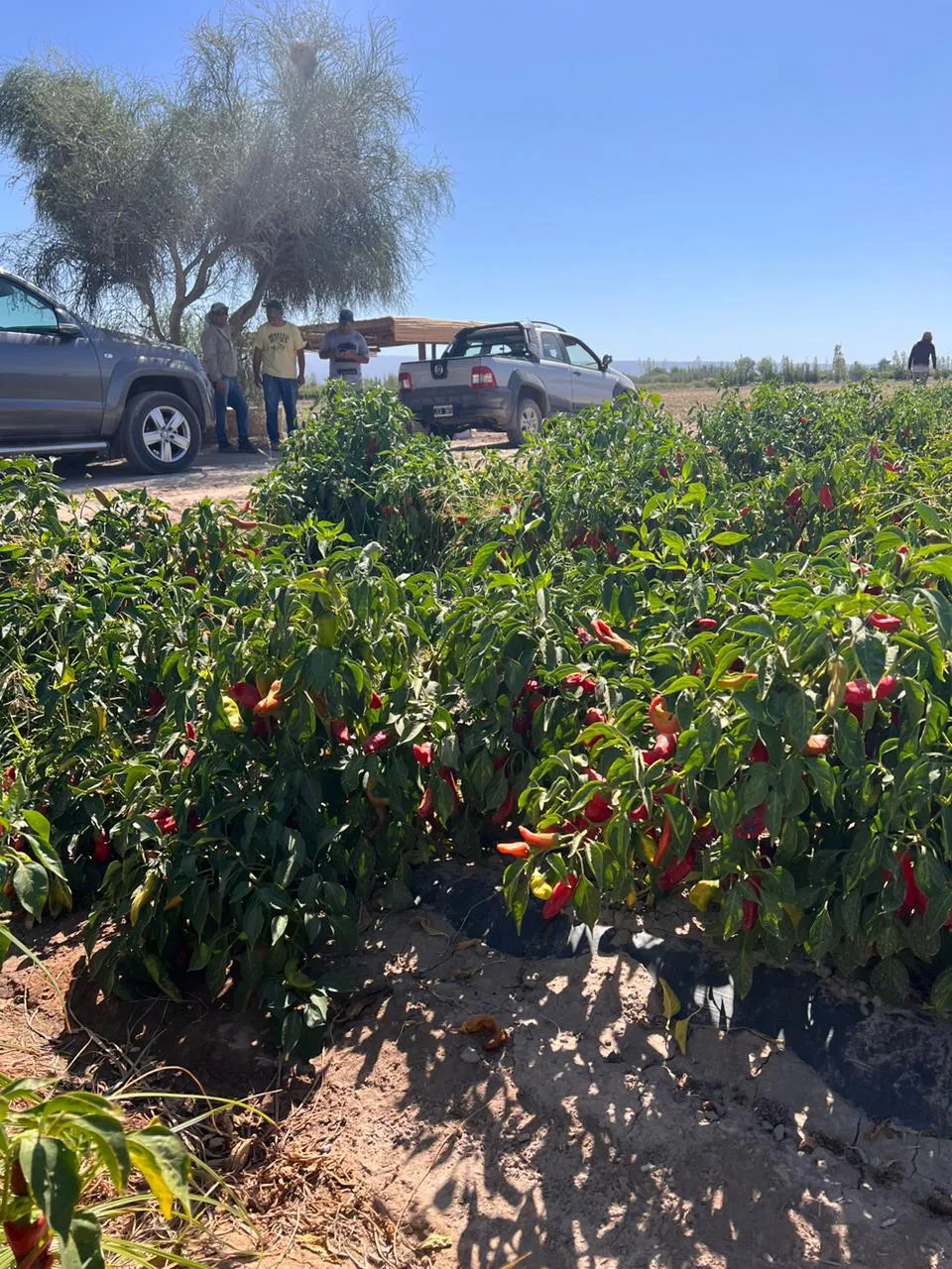 WhatsApp Image 2024-07-31 at 08.05.42