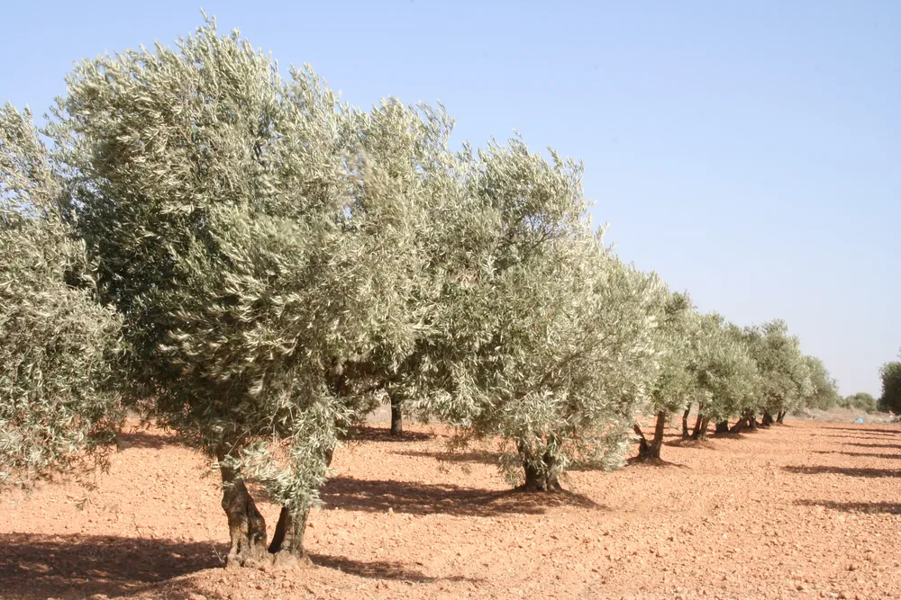 Olivar