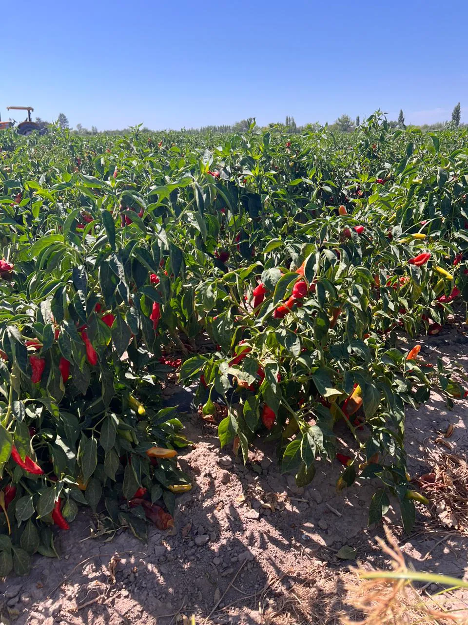 WhatsApp Image 2024-07-31 at 08.05.41