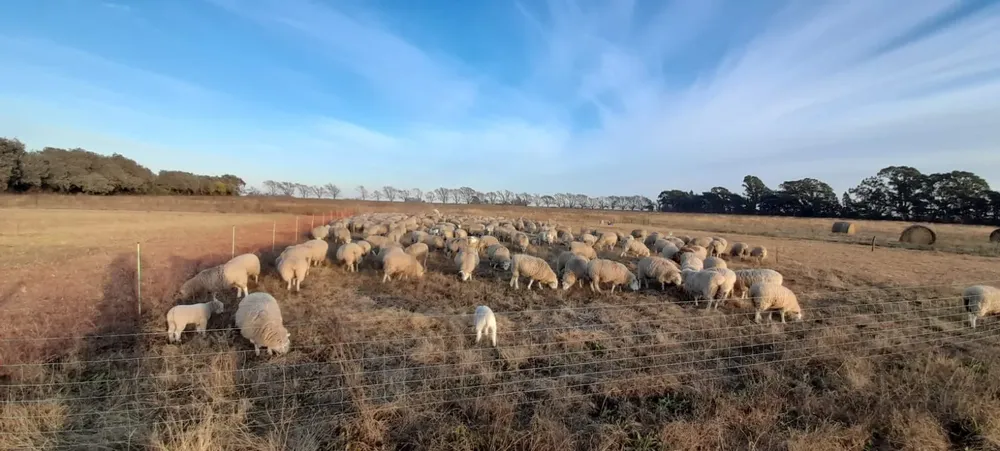 WhatsApp Image 2024-09-09 at 16.11.34