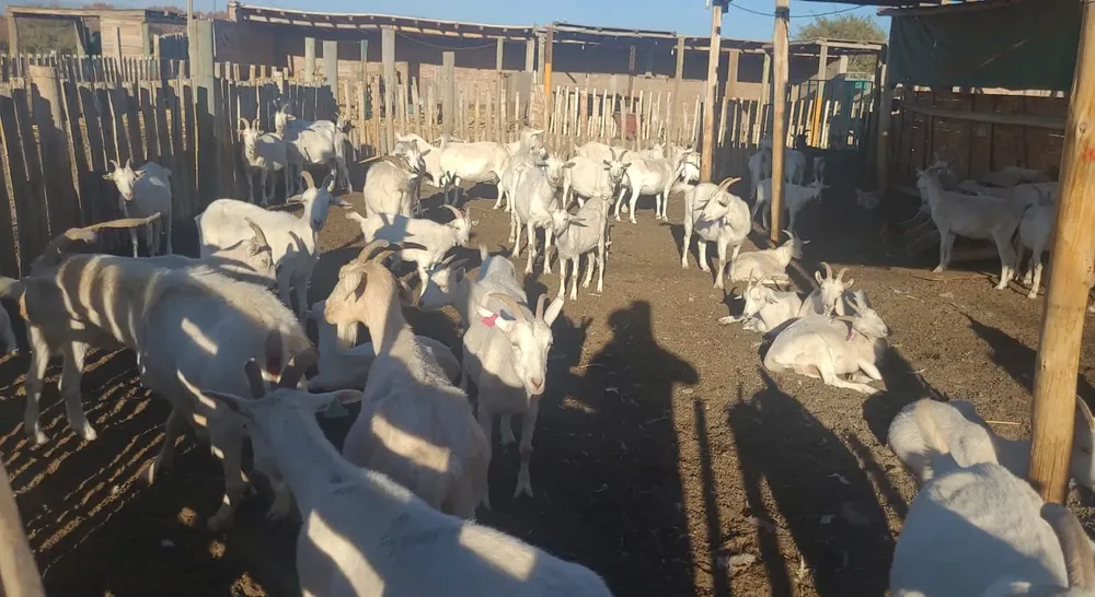 cabras