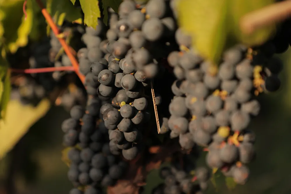 Foto - Variedad Malbec