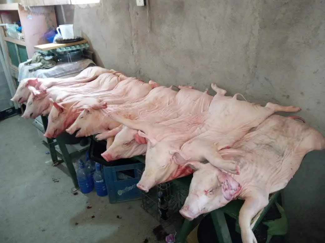 WhatsApp Image 2026-02-11 at 21.39.04