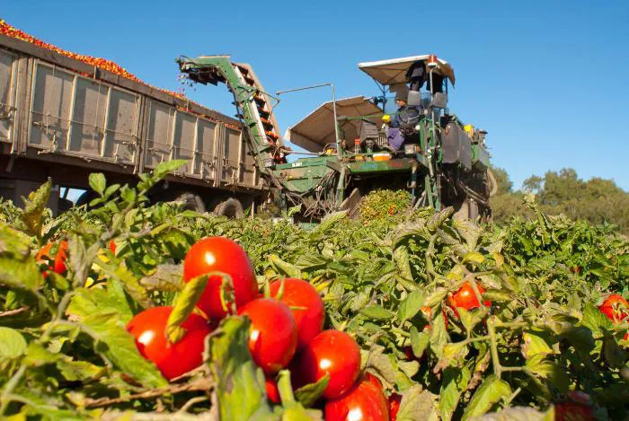 tomate para industria