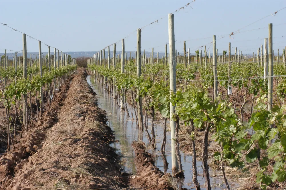 viñedo riego