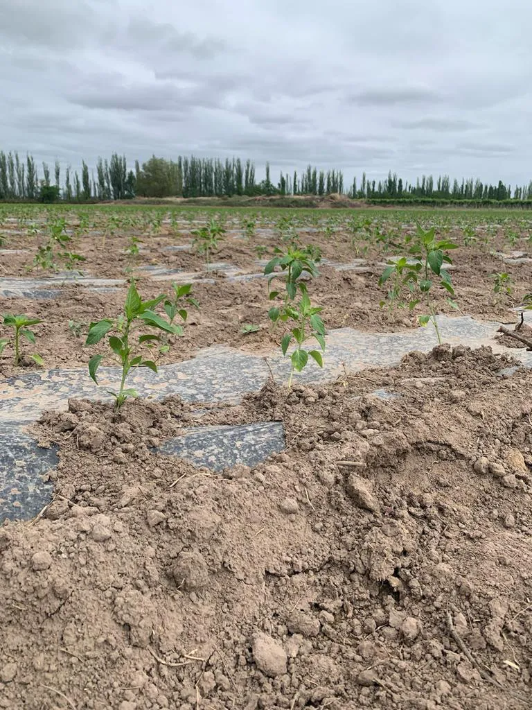 WhatsApp Image 2024-07-31 at 08.07.15