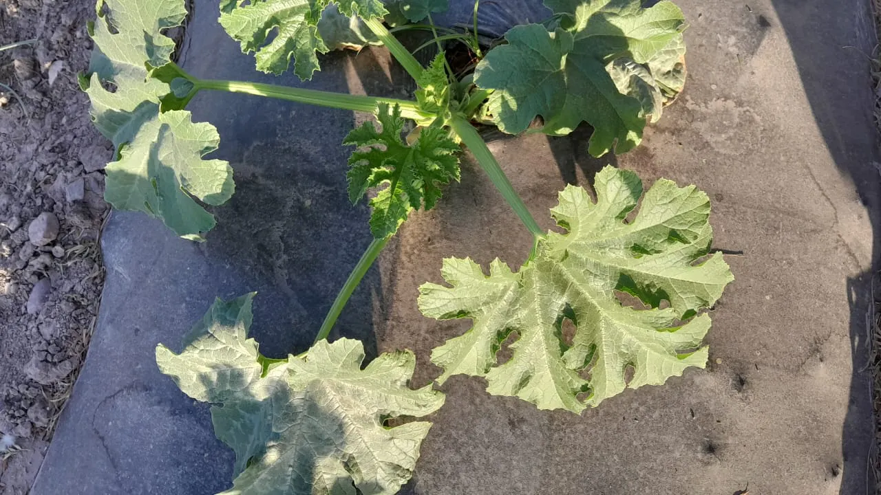 WhatsApp Image 2025-04-03 at 21.37.38 (1)