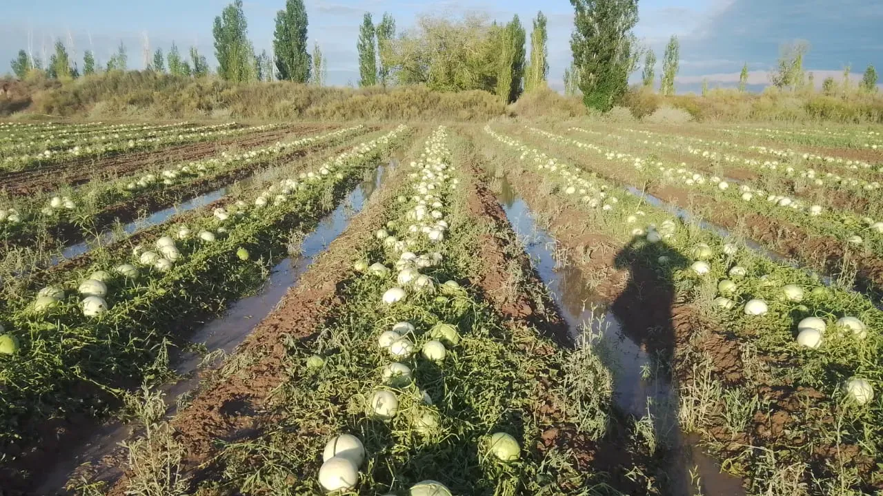 melones