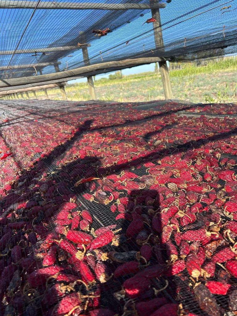 WhatsApp Image 2024-07-31 at 08.07.13